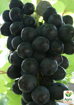 Виноград "Літній Королівський" (кишмиш, ранній термін дозрівання, гармонійний смак, селекція США) 1 саджанець в упаковці2