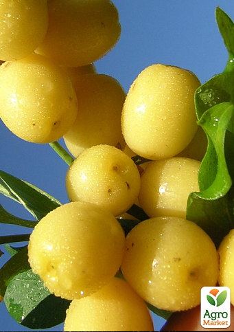 Кизил жовтий щеплений "Gold Star" саджанець 2 роки (ранній термін дозрівання, великоплідний) - фото 6