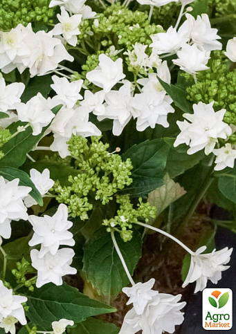 Гортензия крупнолистная 3-х летняя "Shooting Stars" - фото 4