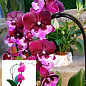 Орхидея (Phalaenopsis) "Cascade Wine"