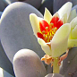 Сукулент Пахіфітум "Pachyphytum Oviferum"