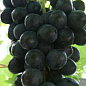 Виноград "Літній Королівський" (кишмиш, ранній термін дозрівання, гармонійний смак, селекція США) 1 саджанець в упаковці