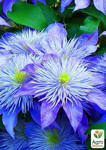 Клематис "Crystal Fountain" - фото 6