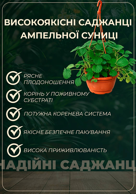Суниця великоплідна "Барон Солемахер" ремонтантна у підвісному вазоні - фото 2