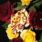 Роза плетистая "Абракадабра" (Abracadabra®) (саженец класса АА+) высший сорт