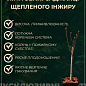LMTD Инжир 3-х летний привитой "Carica" (высота 80-100см) цена