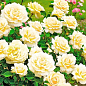 Троянда флорибунда "Sunstar" (саджанець класу АА+) вищий сорт