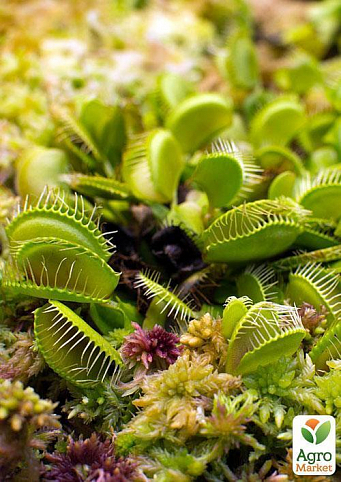 Венерина мухоловка "Dionaea musc"  дм 5 см выс. 10 см