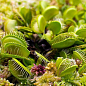 Венерина мухоловка "Dionaea musc" дм 5 см вис. 10 см