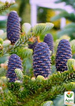 Ялиця однокольорова "Concolor" (Abies Concolor Glauca) горщик P927