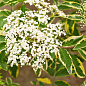 Бузина чорна "Variegata" контейнер Р9 