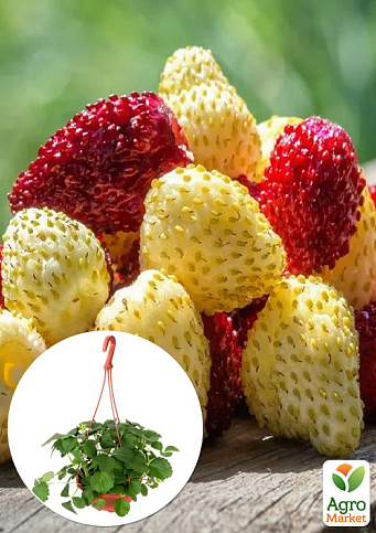 Суниця великоплідна мікс сортів "Red and Yellow" ремонтантна у підвісному вазоні