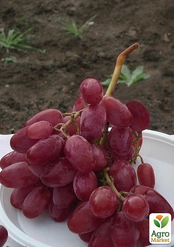 Виноград "Нащадок Різамата" (дуже ранній термін дозрівання, морозостійкість висока до -25⁰С) - фото 2