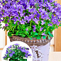 Кампанула квітуча "Isophylla Violet" (Нідерланди)