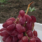 Виноград "Потомок Ризамата" (очень ранний срок созревания, морозостойкость высокая до -25⁰С) купить
