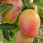 Яблоня "Кандиль синап" (осенний сорт, средний срок созревания)
