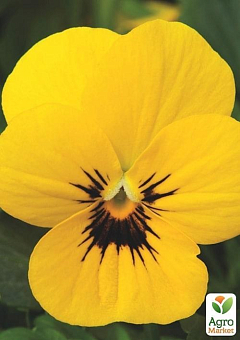 Віола (Viola Cornuta) "Primrose Blotch"7