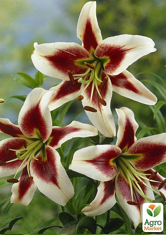 Лилия "Beverly Dreams" (Гигантский цветок) - фото 5