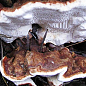 Мицелий на дубовых брусочках "Корневая губка" 10шт