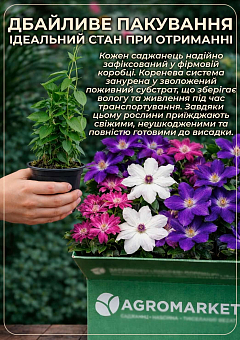 Ексклюзив! Клематіс білий "Ріккарда" (Riccarda) (великоквітковий сорт)21