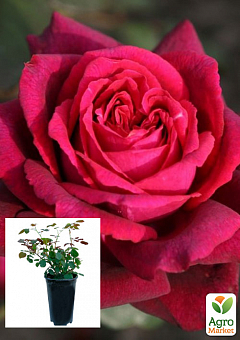 Троянда в контейнері чайно-гібридна "Grafin Diana" (саджанець класу АА+)4