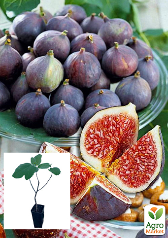 Инжир фиолетовый "Черный Принц" саженец 2 года (ремонтантный, крупноплодный сорт, средний срок созревания)