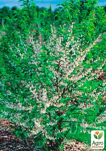 Ландишеве дерево "Halesia" - фото 2