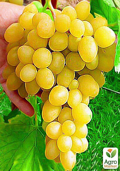 Виноград "Кеша" (раннесредний срок созревания, даёт большой урожай с одного куста)1