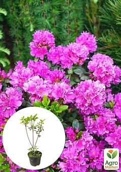 Азалия 2-х летняя японская "Geisha Purple" вазон С2, высота 15-30см1