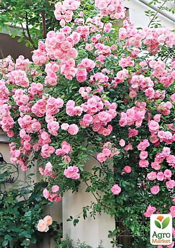 Троянда плетиста "Eden Rose" (саджанець класу АА +) вищий сорт - фото 2