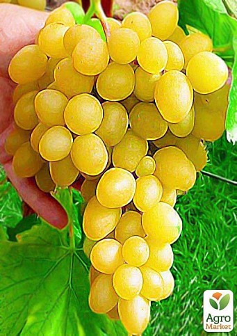 Виноград "Кеша" (раннесреднего термін дозрівання, дає великий урожай з одного куща)