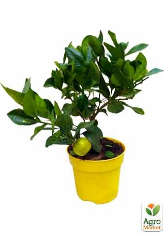 LMTD Лайм класик на штамбі з плодом 3-х річний "Aurantifolia Lime" (25-45см) - фото 2