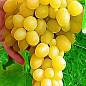 Виноград "Кеша" (раннесредний срок созревания, даёт большой урожай с одного куста)