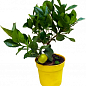 LMTD Лайм класик на штамбі з плодом 3-х річний "Aurantifolia Lime" (25-45см) купить