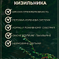 Кизильник горизонтальный пестролистный "Variegatus" цена