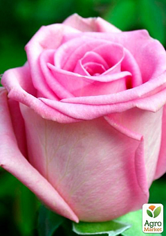 Роза чайно-гибридная "Рафаэлла " (саженец класса АА+) высший сорт2