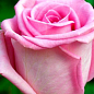 Роза чайно-гибридная "Рафаэлла " (саженец класса АА+) высший сорт