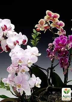 Фаленопсис мікс "Phalaenopsis mixed" дм 12 см вис. 80 см2