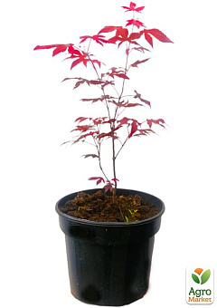 Клен 3-х річний віяловий пальмолістний "Атропурпуреум" (Acer palmatum 'Atropurpureum ") С2 висота 40-70см1