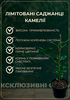 LMTD Камелия цветущая японская 2-х летняя "Donation" (высота 40-50см)22