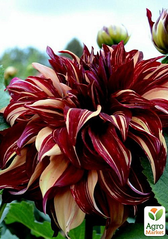 Георгина "Bohemian Spartacus"