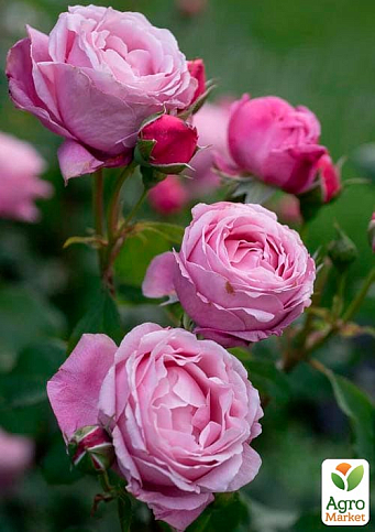 Троянда чайно-гібридна "Дітер Мюллер" у контейнері, вищий сорт - фото 6