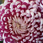Хризантема великоквіткова "Irisa Pink" (вазон С1 висота 20-30см)