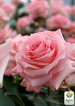 Ексклюзив! Роза чайно-гібридна кремово-рожева "Ніжне ранок" (Gentle morning) (сорт на ароматне варення)2