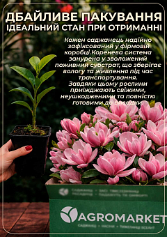 Ексклюзив! Магнолія ніжно-рожева "Алевтина" (Alevtina) (преміальний, хворобостійкий, рясноквітучий)11