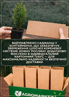 Самшит вічнозелений "Таємнича краса" (Buxus sempervirens)1