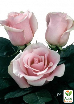 Ексклюзив! Троянда чайно-гібридна "Марія де Луна" (Maria de Luna) (саджанець класу АА+) вищий сорт1