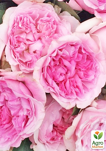 Троянда кущова "Міранда" (саджанець класу АА+) вищий сорт  - фото 5