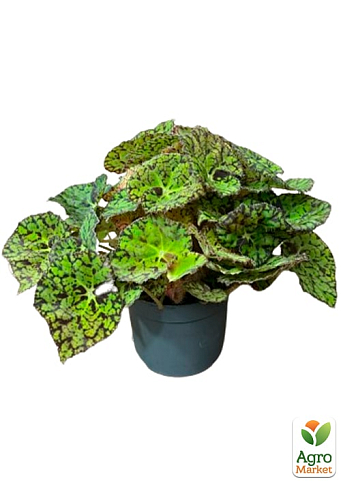 Бегония королевская REX "Lospe-tu" 20-30см - фото 8