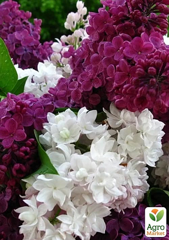 Бузок звичайний "Мікс сортів"